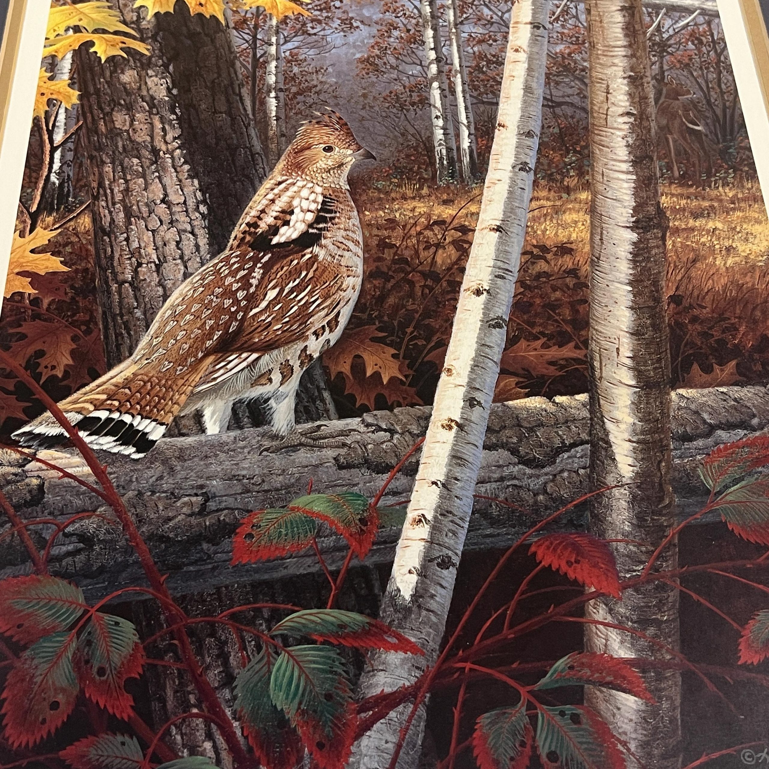 Framed Bird Print by Harry Antis, Hand Signed by Artist, Bird Wall Decor - Image 4